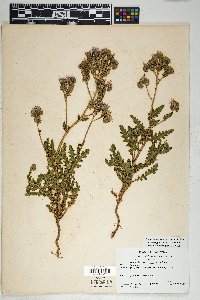 Phacelia crenulata var. corrugata image