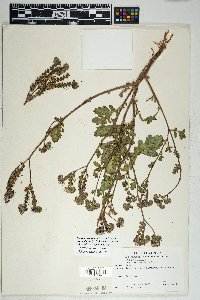 Phacelia crenulata var. ambigua image