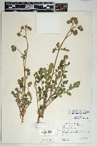 Phacelia crenulata image