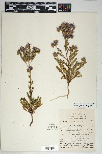 Phacelia crenulata var. corrugata image