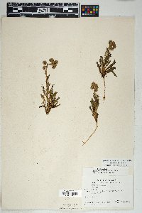 Phacelia crenulata image