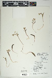 Claytonia rosea image