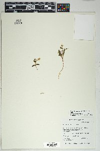 Claytonia rosea image