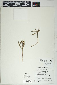 Claytonia rosea image