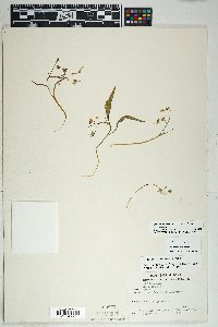 Claytonia rosea image