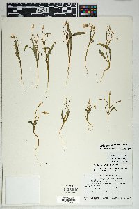 Claytonia rosea image