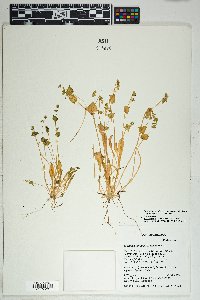 Claytonia parviflora subsp. utahensis image