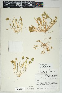 Claytonia parviflora subsp. utahensis image