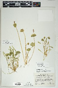 Claytonia parviflora image