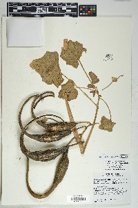 Proboscidea parviflora image