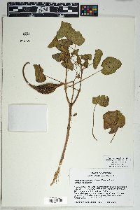 Proboscidea parviflora image