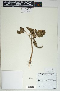 Proboscidea parviflora image