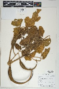 Proboscidea parviflora image