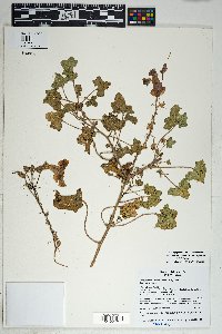 Proboscidea altheifolia image