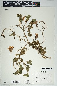 Proboscidea altheifolia image