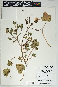 Proboscidea altheifolia image