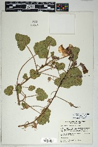 Proboscidea altheifolia image