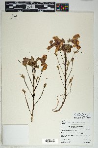 Proboscidea altheifolia image