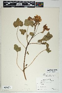 Proboscidea altheifolia image