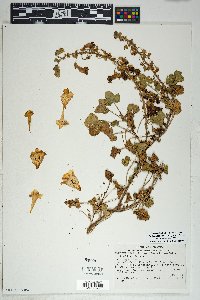 Proboscidea altheifolia image