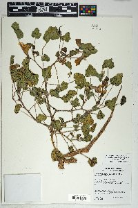 Proboscidea altheifolia image