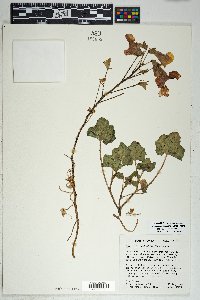 Proboscidea altheifolia image