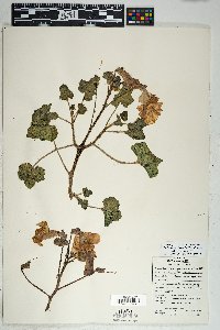 Proboscidea altheifolia image