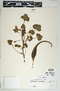 Proboscidea altheifolia image