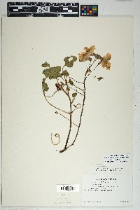 Proboscidea altheifolia image