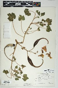 Proboscidea altheifolia image