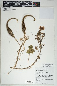 Proboscidea altheifolia image