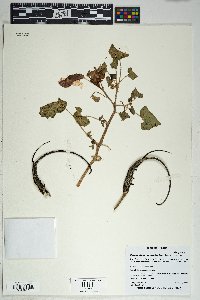 Proboscidea altheifolia image