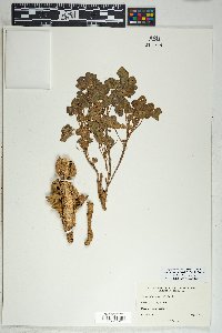 Proboscidea altheifolia image