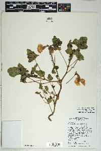 Proboscidea altheifolia image