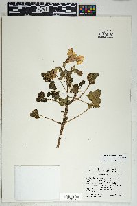 Proboscidea altheifolia image