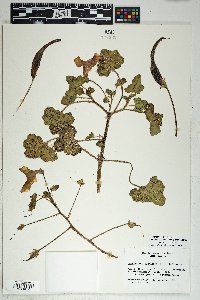 Proboscidea altheifolia image