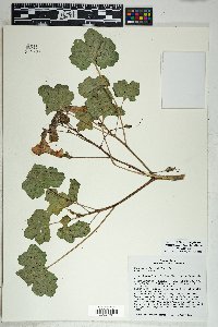 Proboscidea altheifolia image