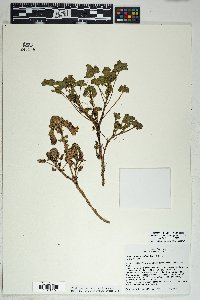 Proboscidea altheifolia image