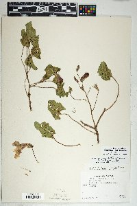 Proboscidea altheifolia image