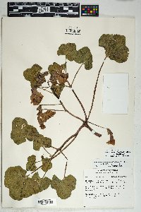 Proboscidea altheifolia image