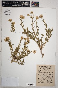 Brickellia oblongifolia image