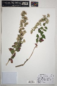 Brickellia californica image