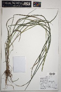 Oreocarya suffruticosa image