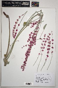 Eriogonum racemosum image