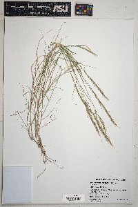 Muhlenbergia tenuifolia image