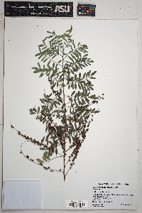 Indigofera sphaerocarpa image