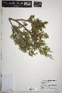 Juniperus deppeana image