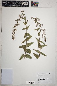 Brickellia amplexicaulis image