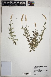 Dalea albiflora image