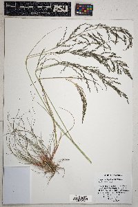 Eragrostis palmeri image